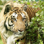 Public domain tiger picture