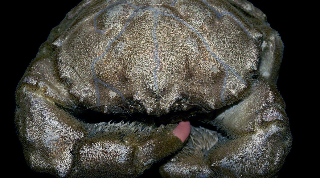 Attribution: © Hans Hillewaert, hairy crab