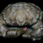 Attribution: © Hans Hillewaert, hairy crab